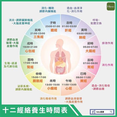 十二時辰經絡表|十二經絡養生時間表 